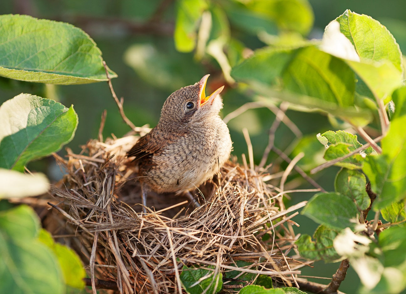 Vogel im Nest