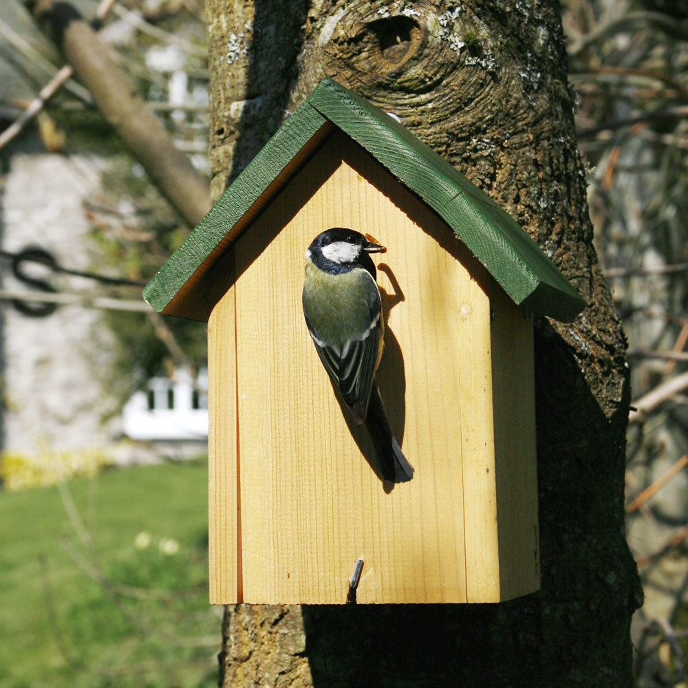 Kohlmeise am Nistkasten