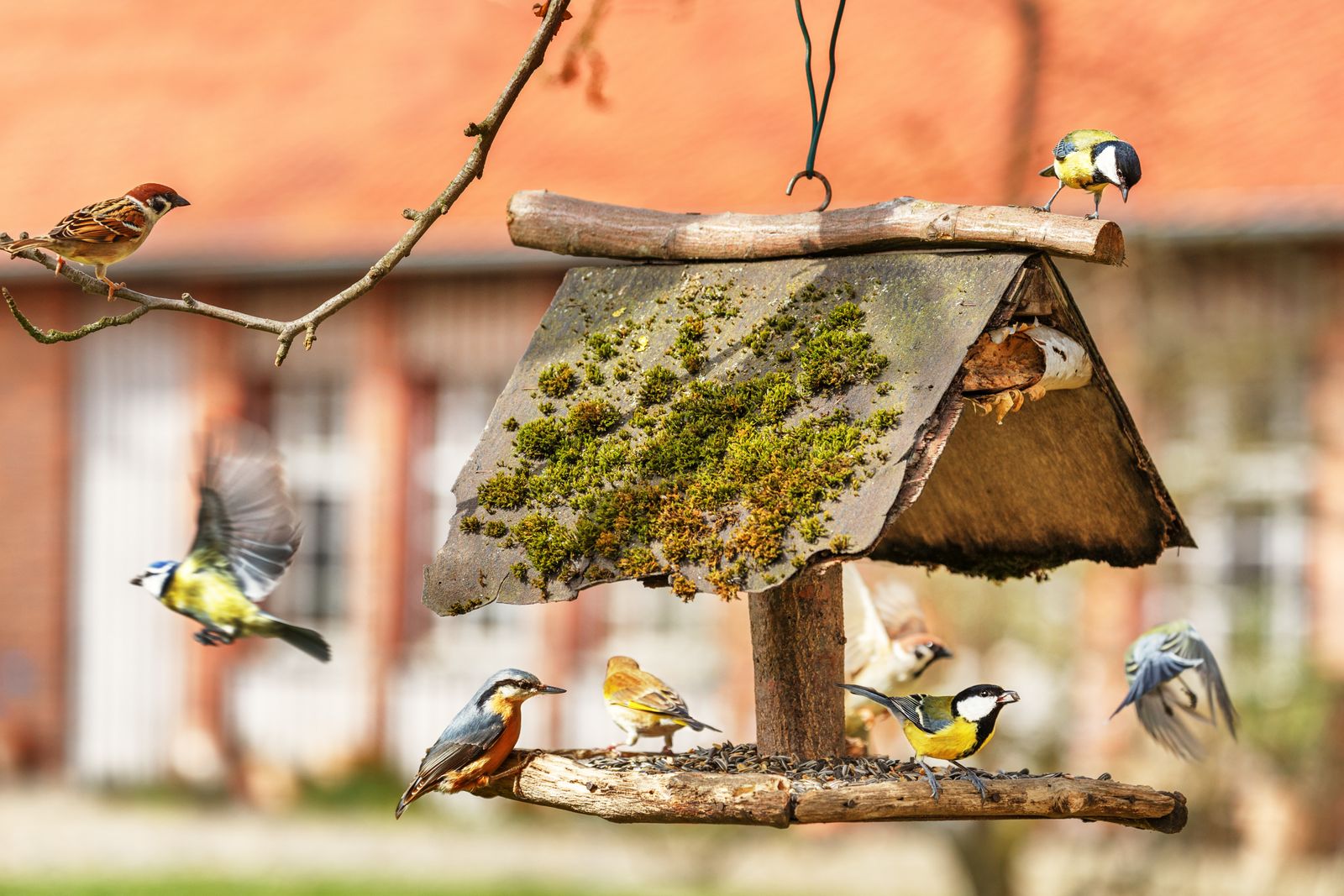 Vögel am Futterhaus