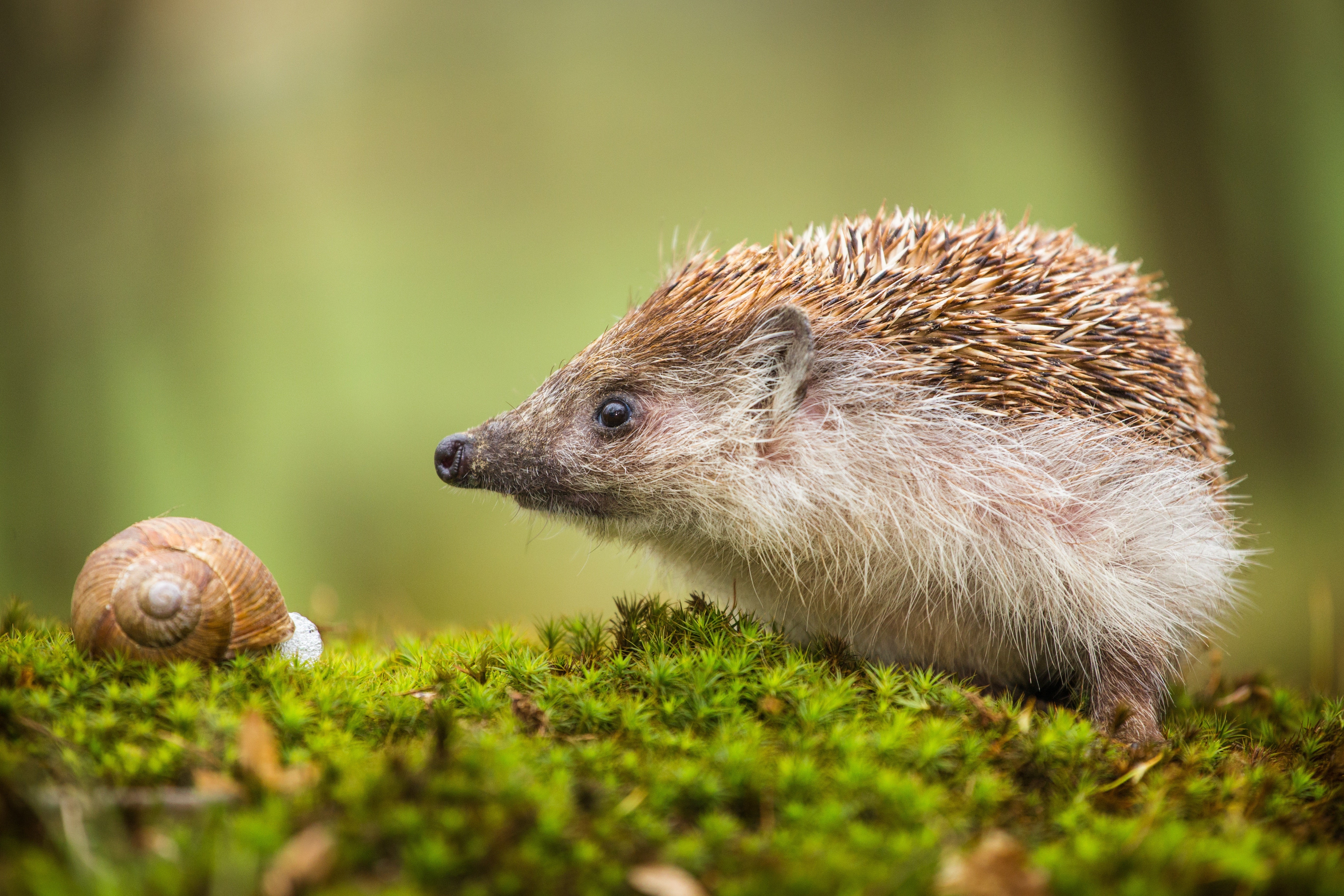 Igel mit Schnecke
