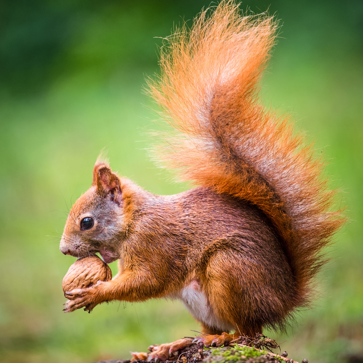 Eichhörnchen auf Tannenzweigen
