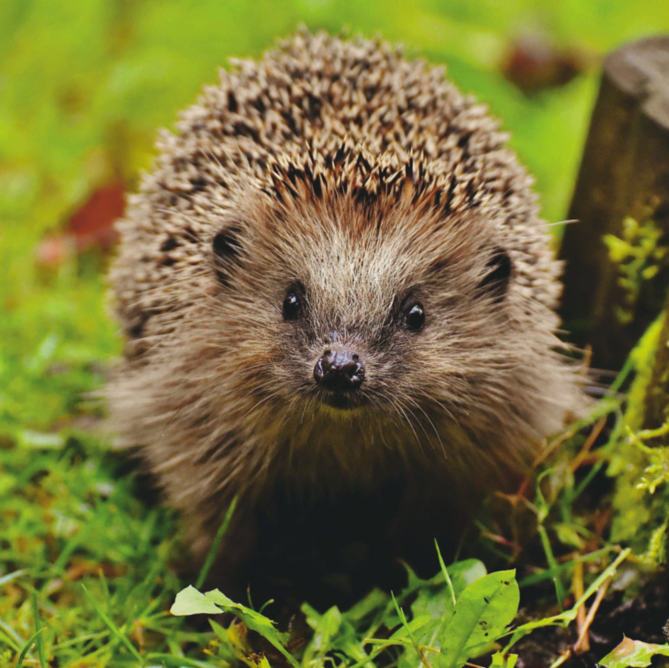 Junger Igel