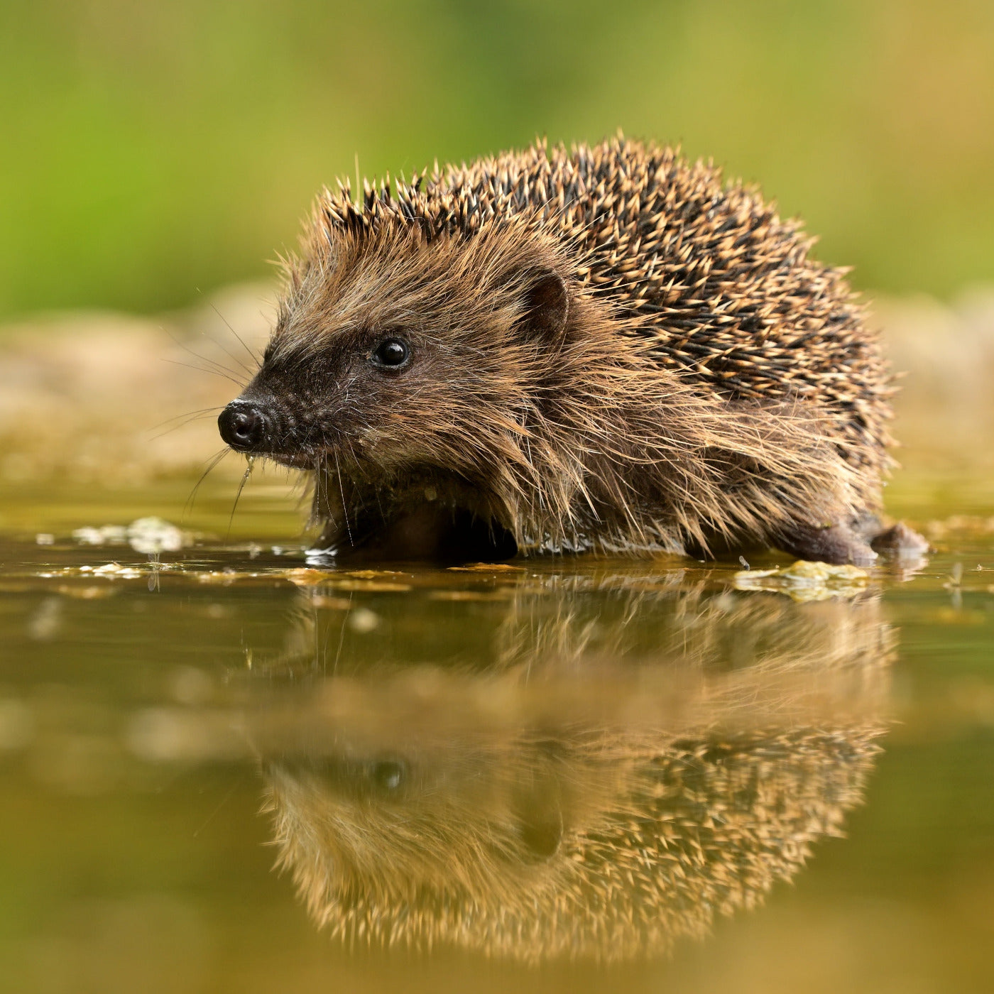 Igel auf Moos