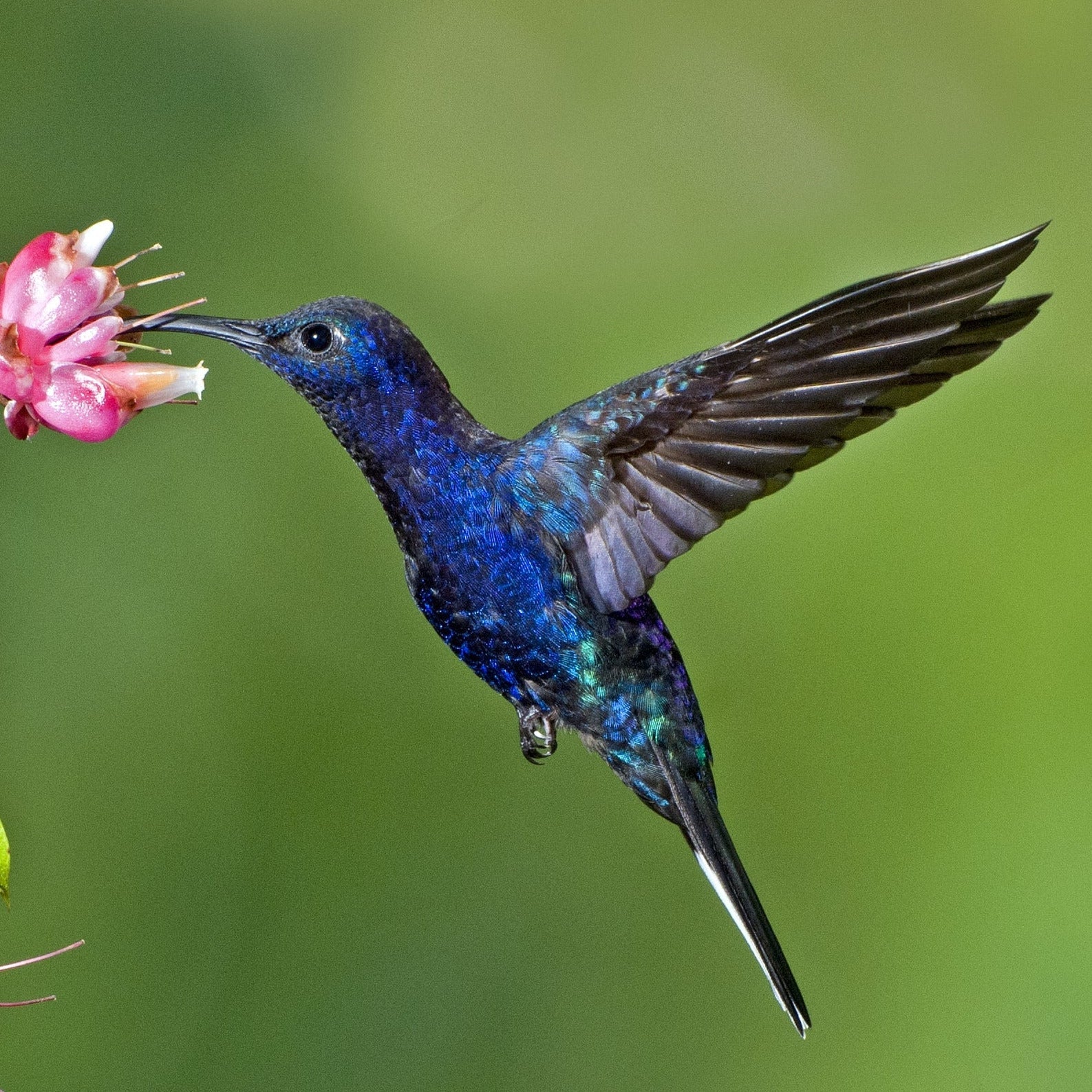 Kolibri