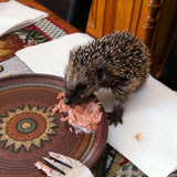 Igel-Paté - Vorteilsset 6 x 190 g
