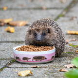 Igel-Schale