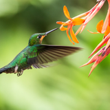 Nektar für Kolibris