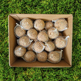 Power-Knödel im Bio-Netz