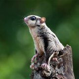 Sugar Glider Futter