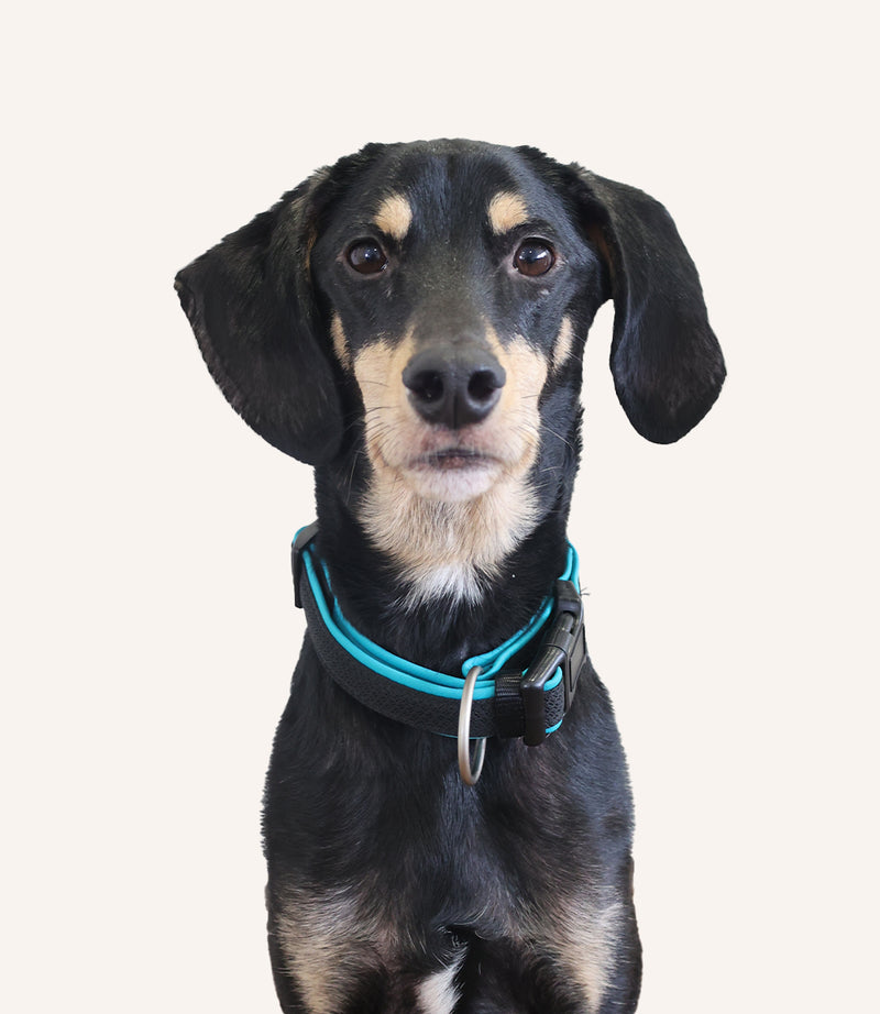 Linus